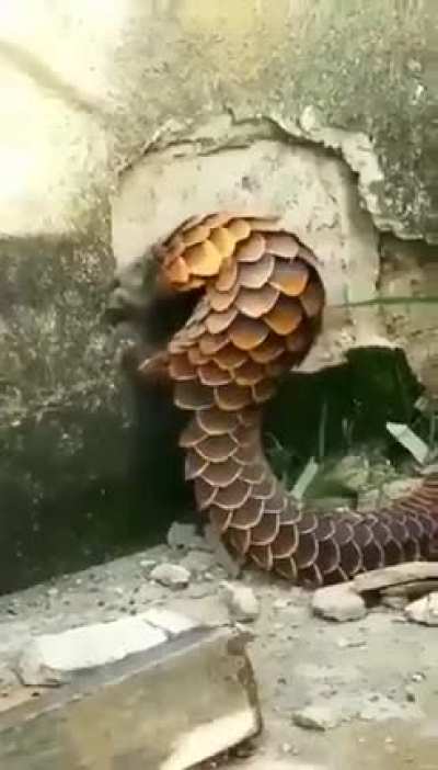 ? It's a pangolin. Why he destroys the wall no one knows.