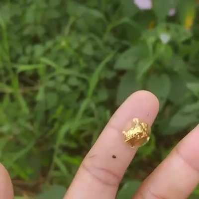 ? The Golden Tortoise Beetle (Aspidimorpha sanctaecrucis)