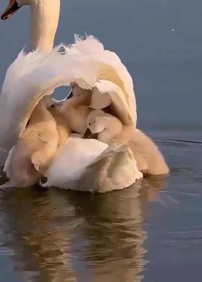 ? Swan carrying signets on her back.