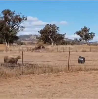 to fight a bucket