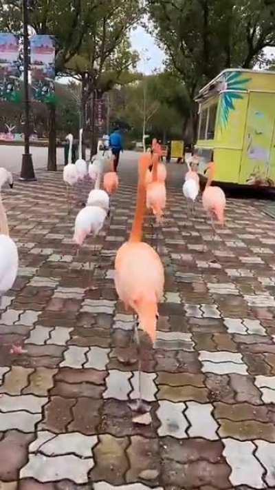 ? Flamingo Gang .