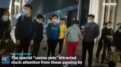 Robot dogs were caught on camera as they were out for a stroll.