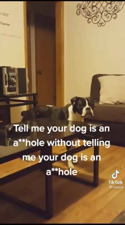 We all know pets are adorable, but than there is another side…