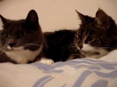 The two talking cats