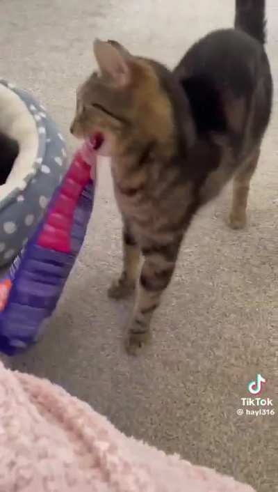 Mommy Cat Explains to Kittens No More Breast Feeding!