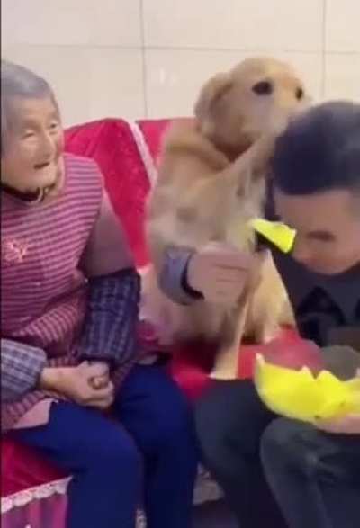 what a loyal dog!