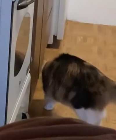 Can you guess where the cat food is stored and who has no patience
