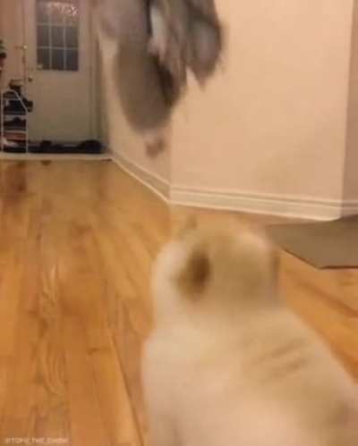 A puppy tries to jump.