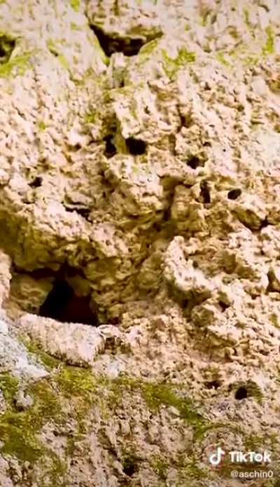 Camouflaged rocks are dangerous to birds…