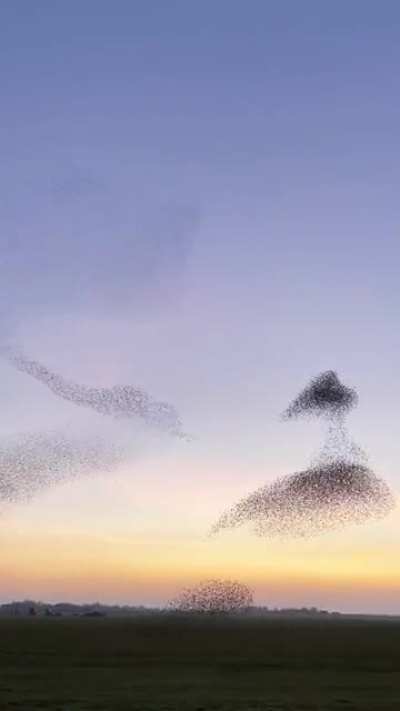 By the end of the day, a big murmuration of starlings danced a magical show