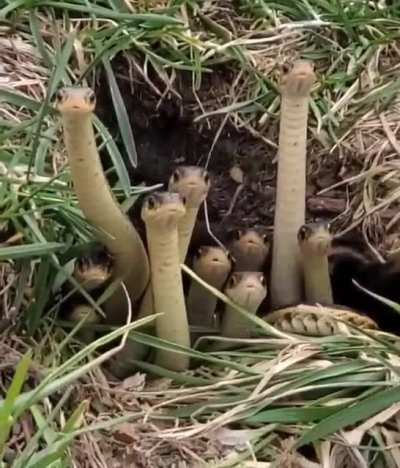 A little snake party ?