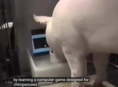 Pig named "Hamlet" wows researchers by playing video game (source link in description)