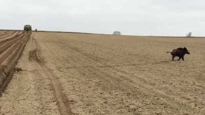 ? Wild pigs in Poland