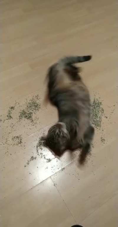 High on catnip for the first time