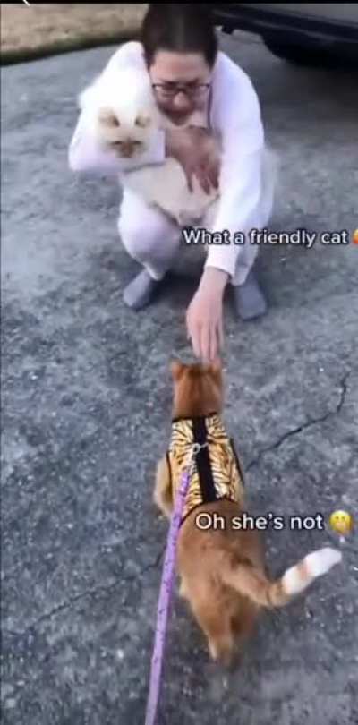 "What a friendly cat!" -Famous last words