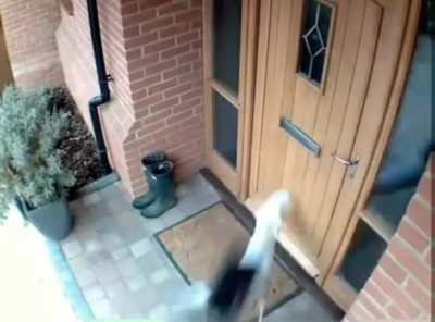 Dog sees a squirrel