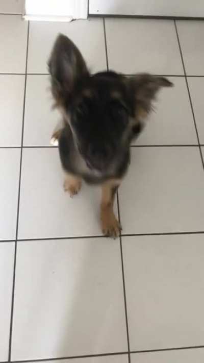 We think she’s a German Shepard/Collie mix! What do you think?