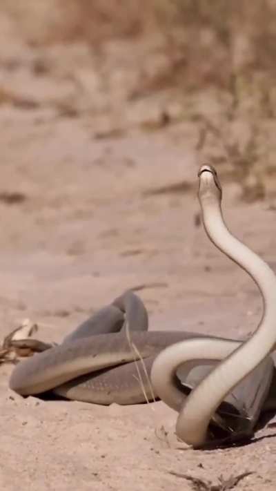 ? The plaited dance of fighting black mambas