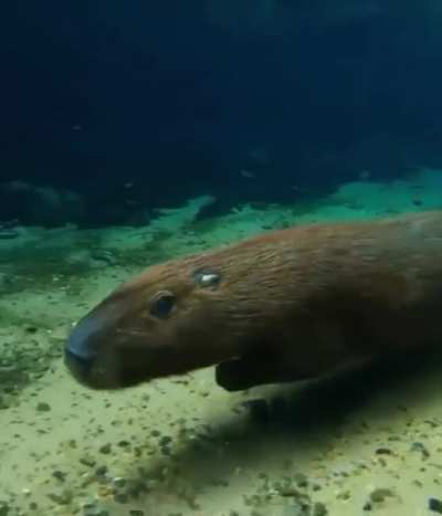 ? A capybara underwater