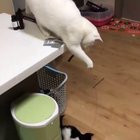 Cat playing with kitten