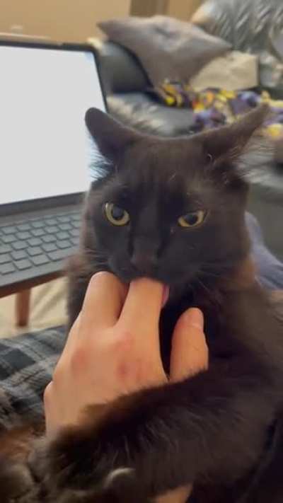 Cat is broken