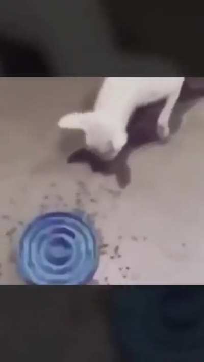" Makes dogs eat slower" bullshit