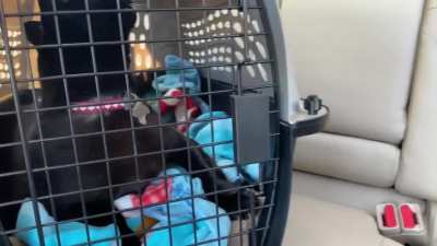 Had to listen to 25 minutes of this today on the way to the vet.
