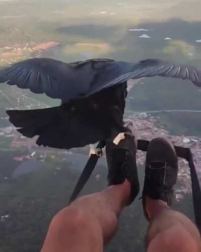 ? Vulture Joining a paraglide