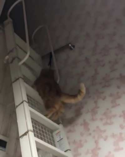 Bouncing cat