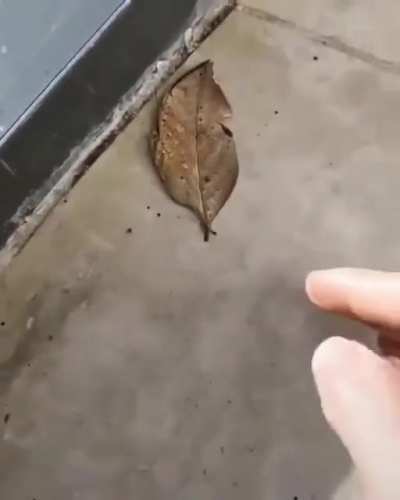 ? Ladies and Gentlemen presenting you the Indian Oakleaf butterfly.