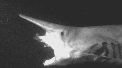 A goblin shark eating a fish using its protruding jaws.