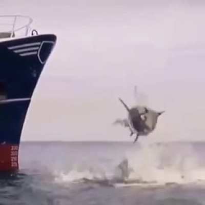 Dived into Glory.