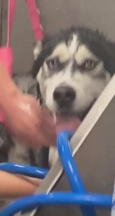 Just a normal day at the groomers