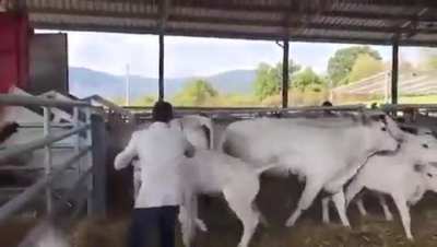 Man hitting cows...