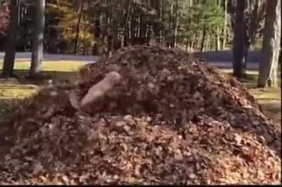 this dog loves jumping into leaf piles