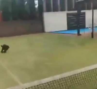 Dog runs into Tennis Net ?
