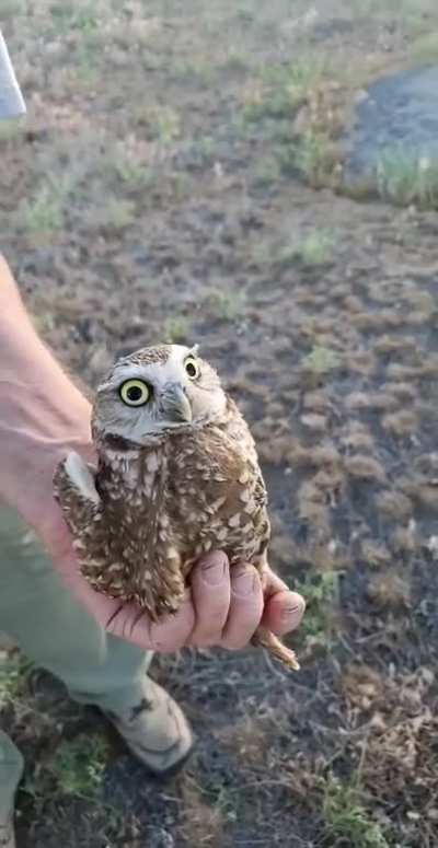 Burrowing Owl keeping eye contact. 270° rotation? [original from me]