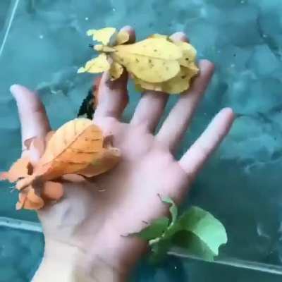 ? Walking leaf or leaf insects belong to the Phylliidae family.They are found from South Asia to Australia.