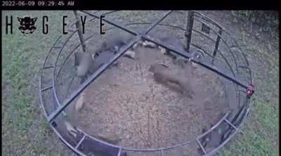 This device is called a Big Pig Trap