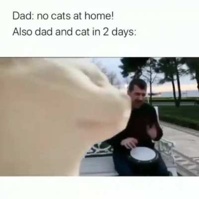 I want a cat so much