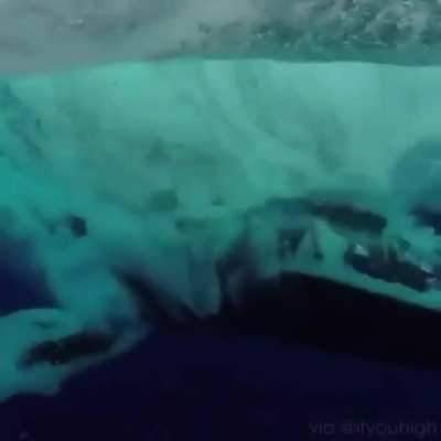 ? She’s a breacher! (Whale)