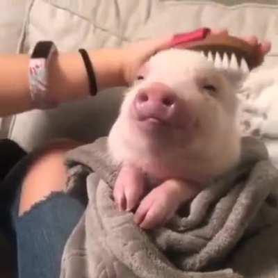 Albino Dog
