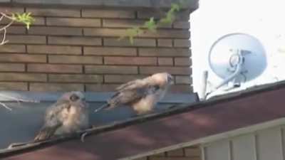 In bird culture this is considered a "dick move"