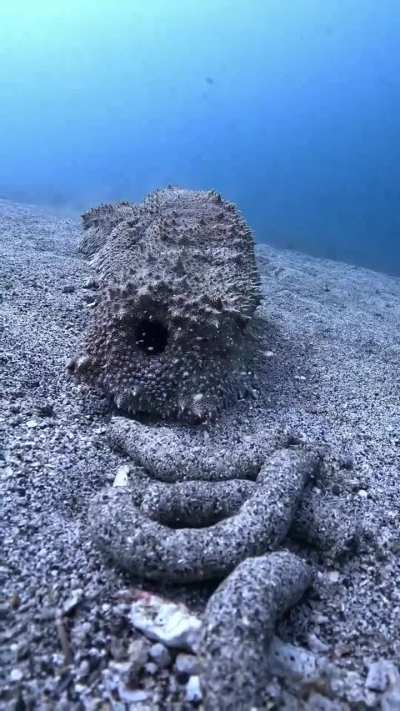 ? Giant sea cucumber Thelenota anax feeds by ingesting sand and organic matter and is seen here releasing processed materials back to the sea floor