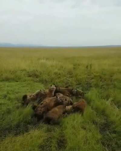 Lioness being attacked by a hyena clan is rescued by her pride