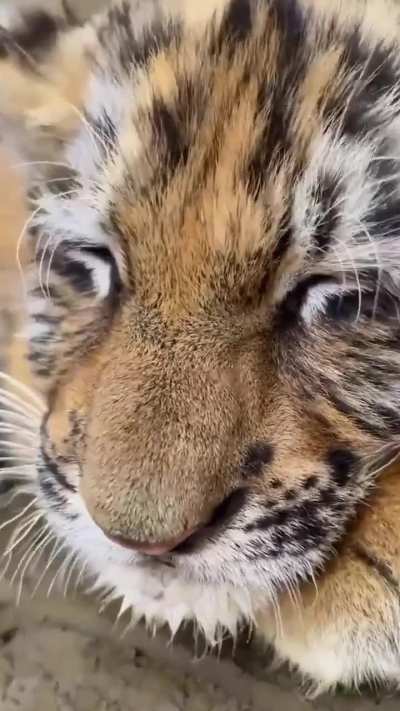An adorable tiger cub ?