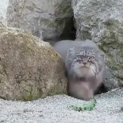? A suspicious Pallas cat checking out a wildlife cam ?