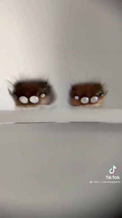 Spider molting its head is actually pretty cute! (via mini_robomuppets on TikTok)
