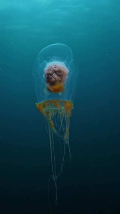 ? this is the blob top jellyfish