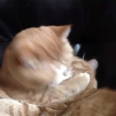 I must CONSUME